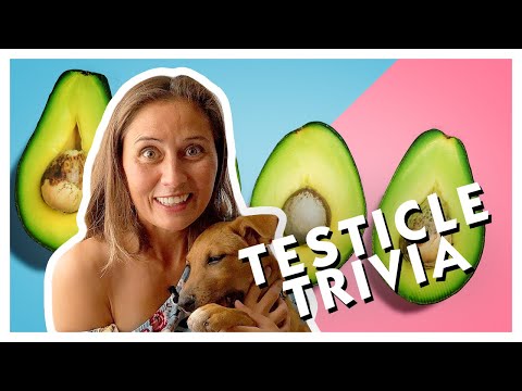 Testicle Trivia Testicle Trivia