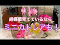 【ミニカトレア】胡蝶蘭育てているならミニカトレアも