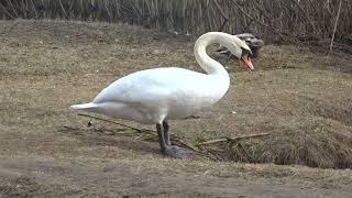 Swan, cleaning the environment