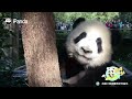 Baby Panda Gives Tourists An Excellent Performance | iPanda