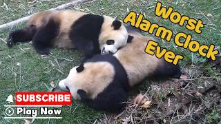 Nice Nap... Until My Brother Crashed Into My Butt | iPanda