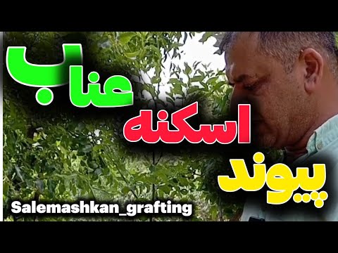 اگر درخت عنابی داری که بار نمیده با این روش به ارقام پر بار پیوندش کن
