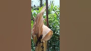 hiburan nya sudah hampir habis saudara #youtube #cabeunggul #caberawitsubur #pertanian