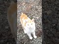 会社の看板ねこと 外で会ったら こんなに喜んでくれた！