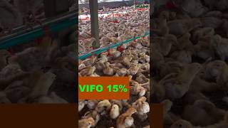 CHANGAMOTO ZA ULEAJI WA VIFARANGA