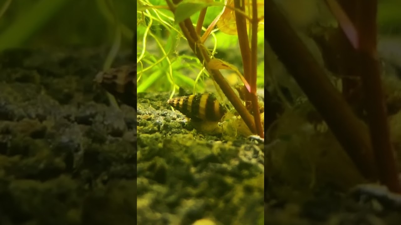 Lumaca killer (mangia lumache)anentome helena killer