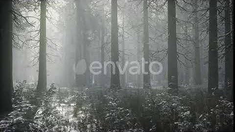 Winter Snow-covered Forest on a Cloudy Day | Motion Graphics - Envato elements