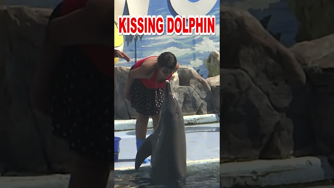 Kissing A Dolphin 🐬