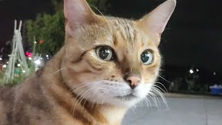 애기애기한 무닝이와 질투쟁이 까망이 애기애기한 무닝이와 질투쟁이 까망이