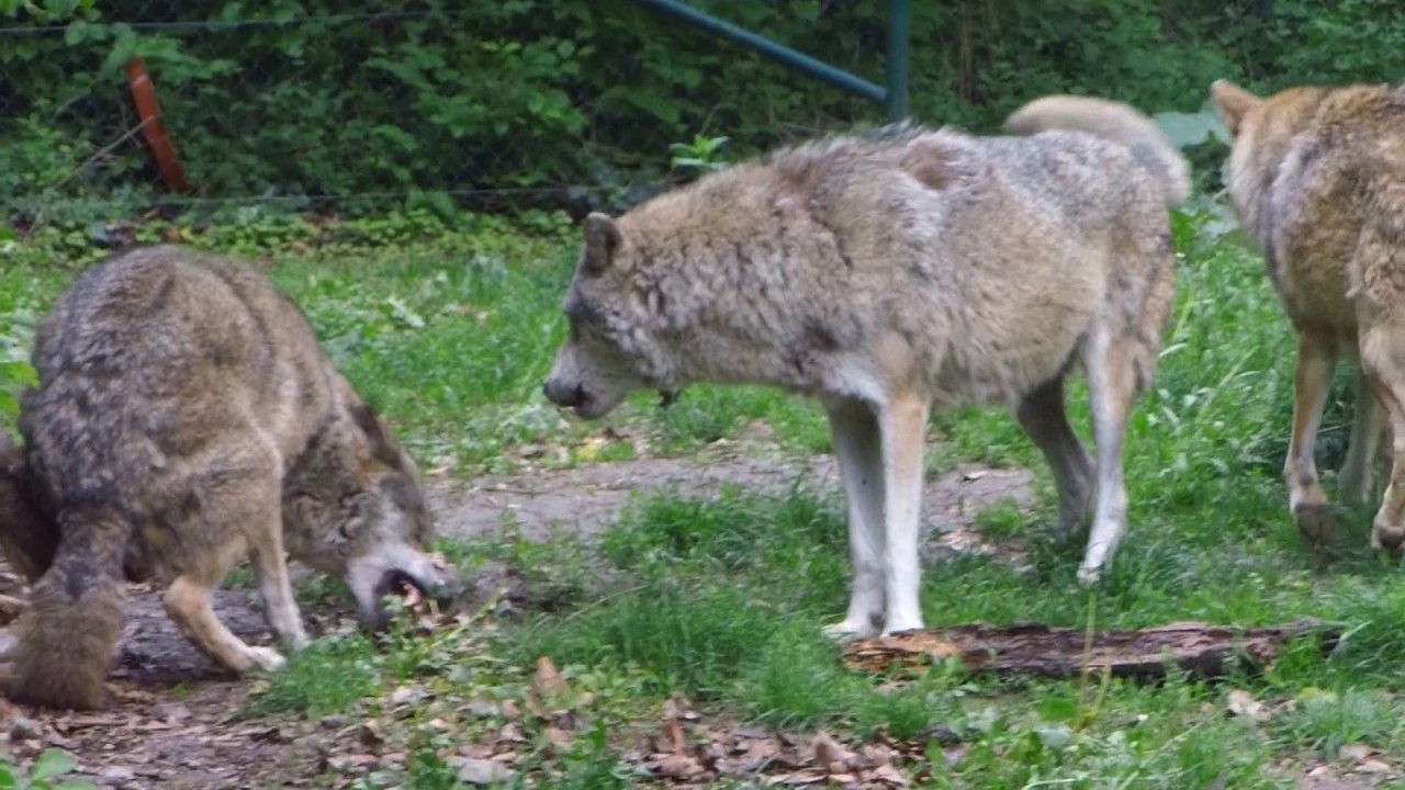Wolf Pack Hierarchy Update 11 May 2017, Wolfsrudel Meute de loups ...