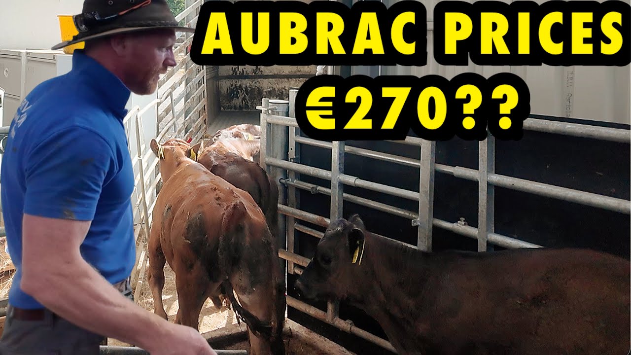 Farm Finances, Escaped Calves & Summer Challenges