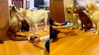Labrador family🐶The funny dog ​​caused a family war because of the roast chicken😂