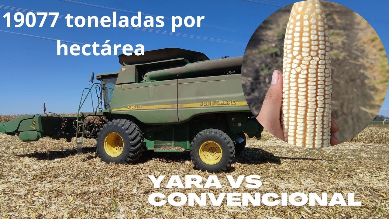 Cosecha de parcela tratada con Maizeboost vs Testigo