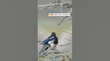 هذا خلق الله سبحانه وتعالى ❤️.. تلاوة خاشعة