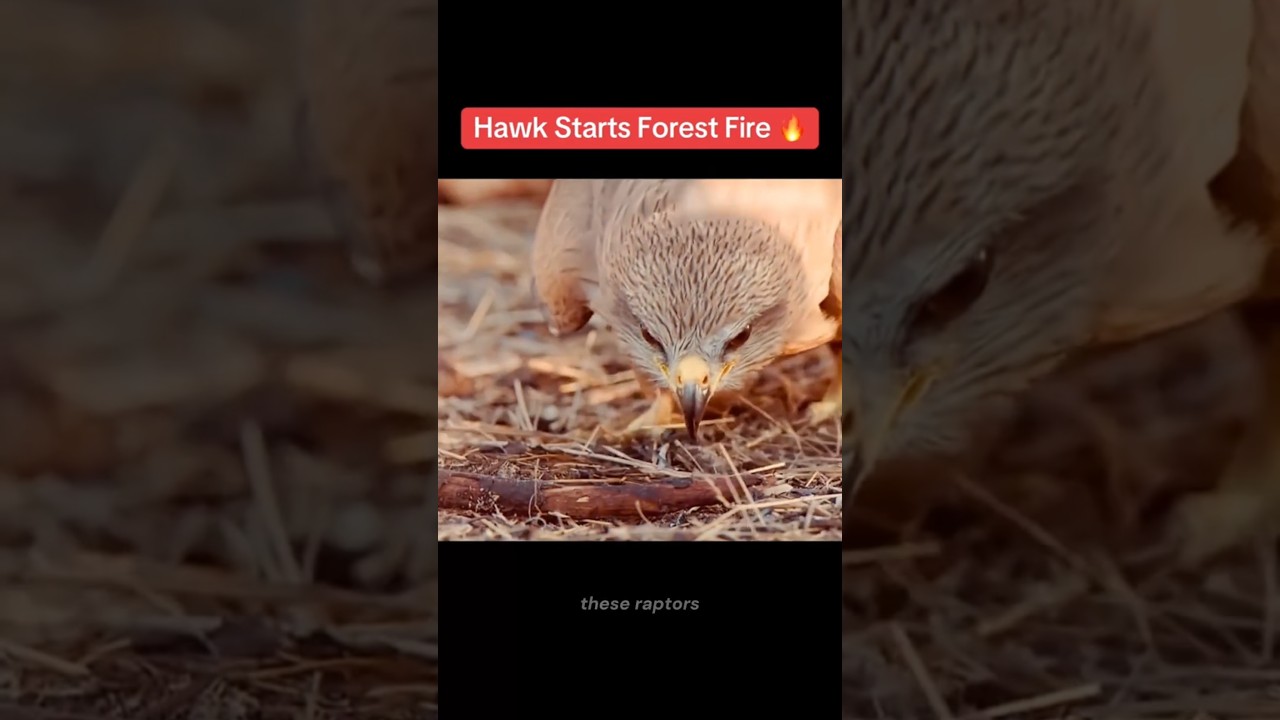 Birds Dropping Burning Sticks Into Grass to Catch Prey 