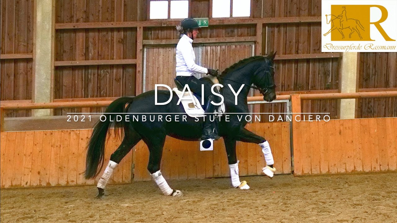 SOLD!! Dressurpferd - 2021 Oldenburger Stute von Danciero, ca. 1,68, Dressurpferde A - Daisy