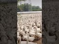 مريشك