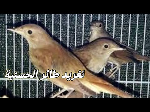 طائر العندليب الممتع بأدائه  