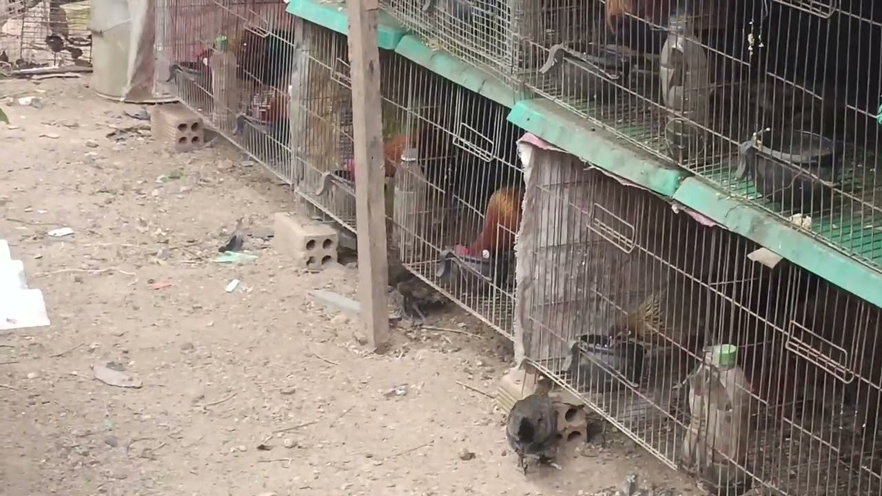 Gà rừng rặc thuần / chia sẻ cách thuần gà rừng rặc nhanh dạn nhất của @garungbinhba cr