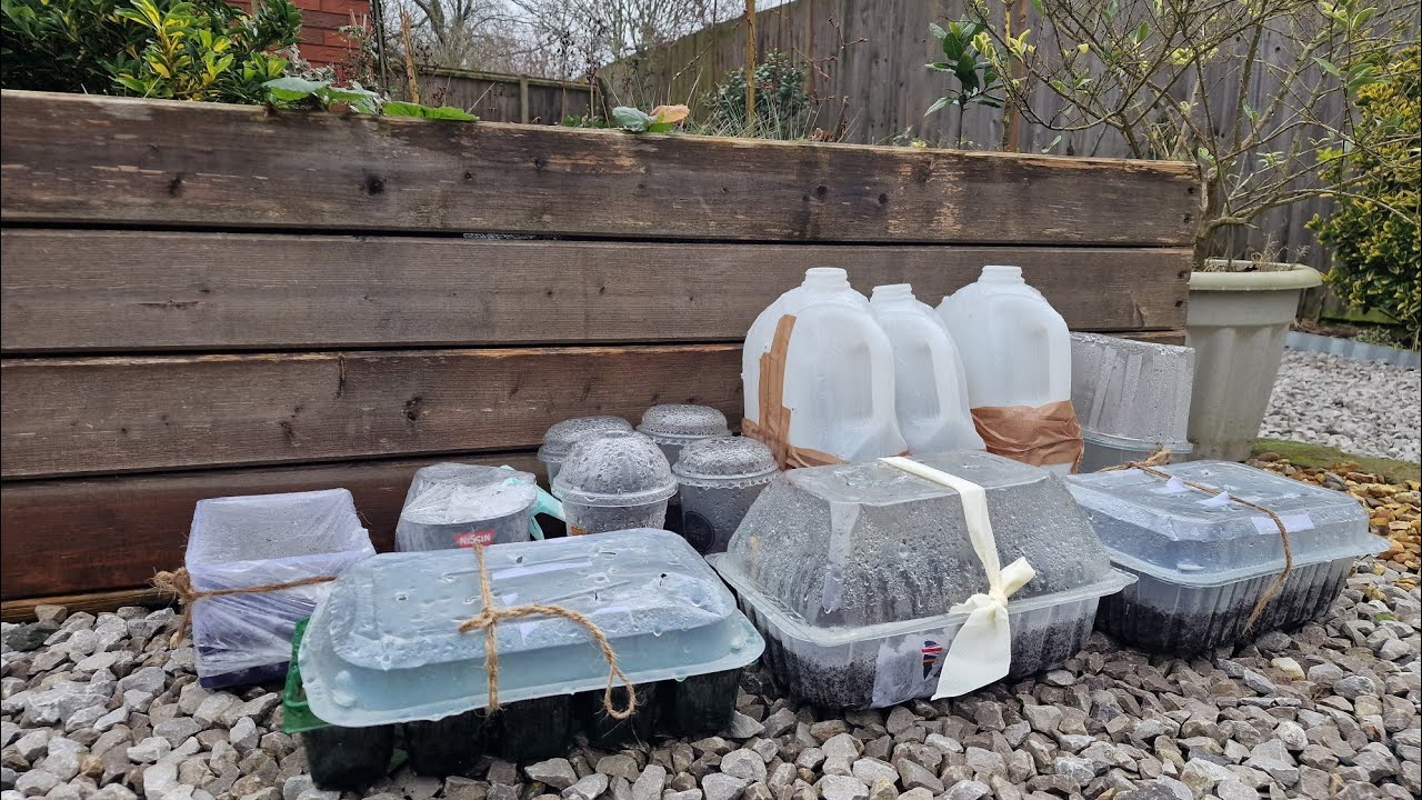 Зимний посев и семена, которые я посадил в январе.