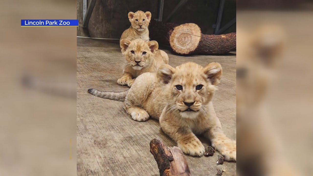New lion cubs at Lincoln Park Zoo makes debut this weekend - YouTube
