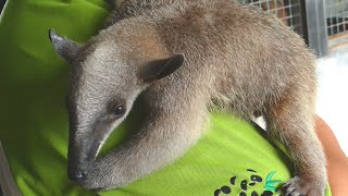北市動物園 母食蟻獸揹寶寶游泳逃脫 20201015 公視晚間新聞