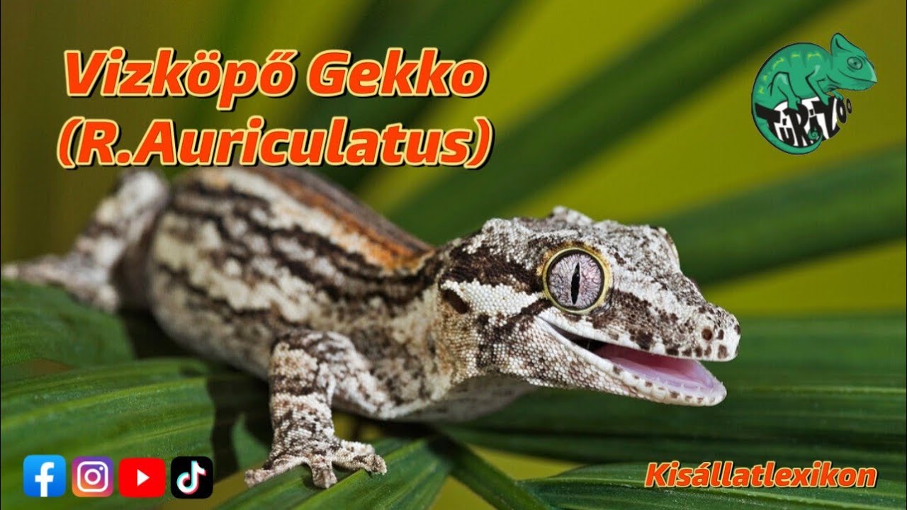 A VÌZKÖPŐ GEKKÓ (R. AURICULATUS) BEMUTATÀSA.