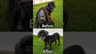 This Neglected Dog's Transformation Will Leave You Speechless 😢❤️ #shorts #rescuedog