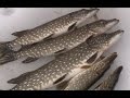 Зимняя рыбалка: закрываем сезон. Ловим щуку на жерлицу. "О рыбалке всерьёз" видео 305 HD
