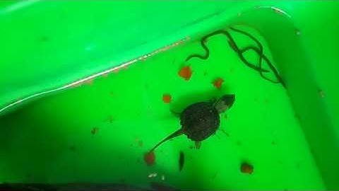 Rùa Common tập ăn trùng cá cảnh thủy sinh