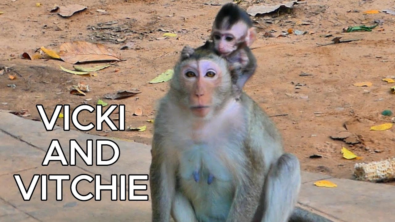 VITCHIE Loves Playing & Clinging to His Mom, VICKI!, 