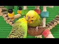 Happy budgie singing calling sounds | Play this video on loop while away | Video for cats to watch