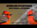 Vermilion Flycatchers Birding North Florida &amp; SW Georgia