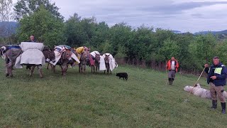 NOMADI ŽELJEZNOG POLJA SA 1500 OVACA KRENULI ZA GLAMOČ-gledat ćete..subota 04.MAJ u 19sati