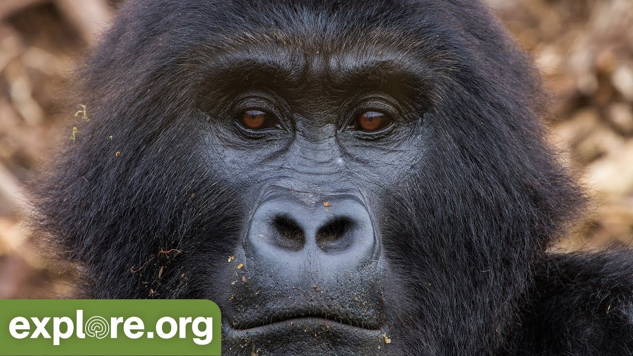 gorilla pod World Gorilla Day with GRACE Gorillas