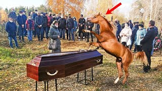 Лошадь в Панике Застучала по Гробу, когда Люди Поняли Почему, не Смогли Сдержать Слёз