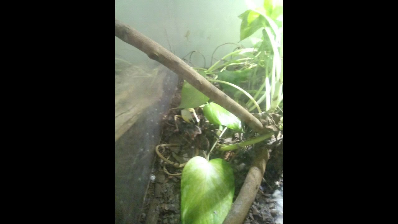 🐍Snakes at Reptiles House in Riva del Garda⚠️ YouTube