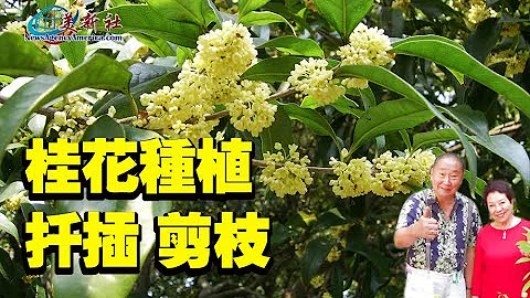 桂花树种植，扦插，剪枝！ - 天天要闻