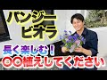 【パンジー・ビオラ】長く楽しむための庭への植え付け方法【園芸】【ガーデニング】