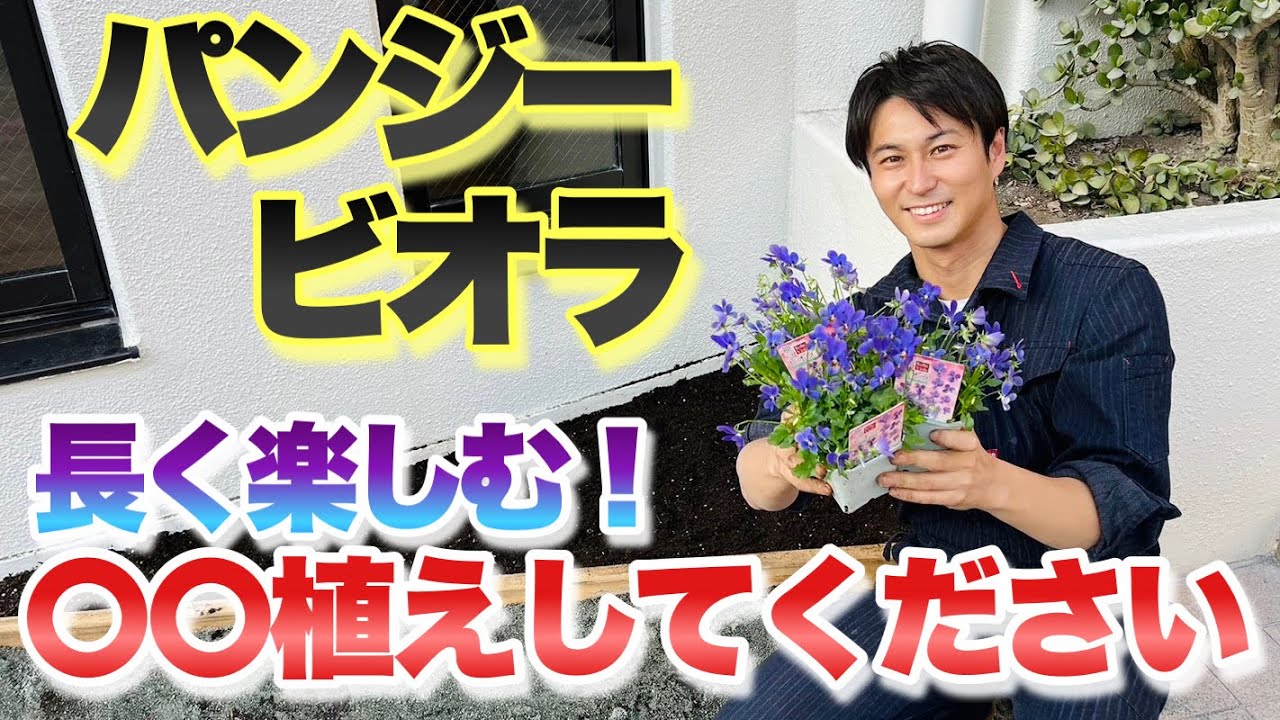 【パンジー・ビオラ】長く楽しむための庭への植え付け方法【園芸】【ガーデニング】