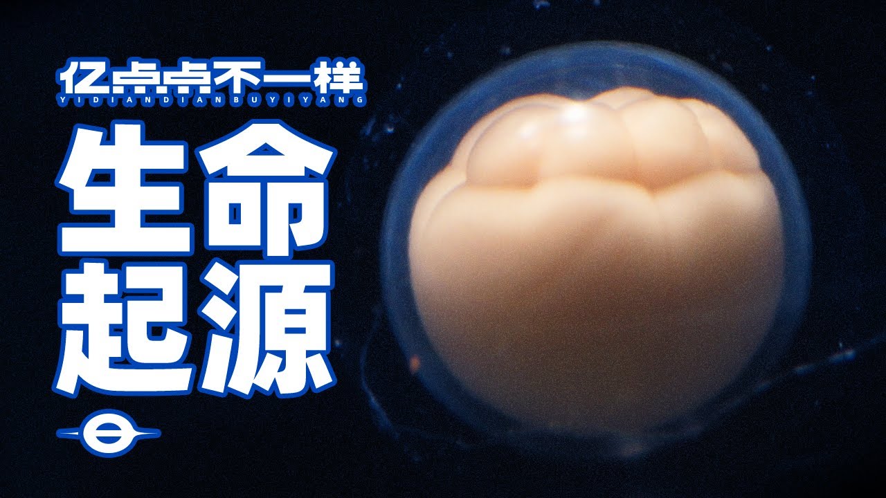 高能预警！快放1000倍，带你看受精卵分裂全过程