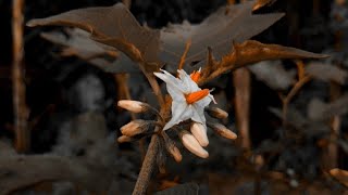 Cinematic bunga | video aesthetic bunga