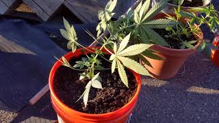 First Time Growing Weed... Vlog#2
