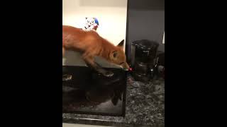 Fox and the coffecooker!