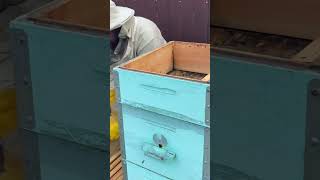 Ставимо рамки для стільникового меду