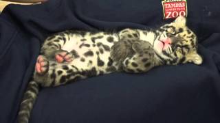 Catnapping Clouded Leopard Cub