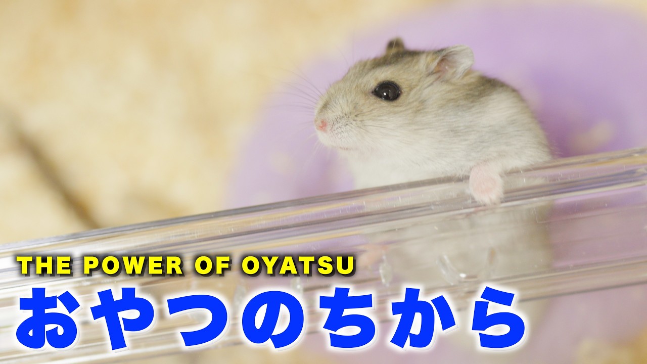 [第27話] おやつで繋ぐハムスターとの絆！ | A bond with my hamster, built with treats!