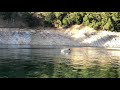 Feeding Eagles on Lake Shasta