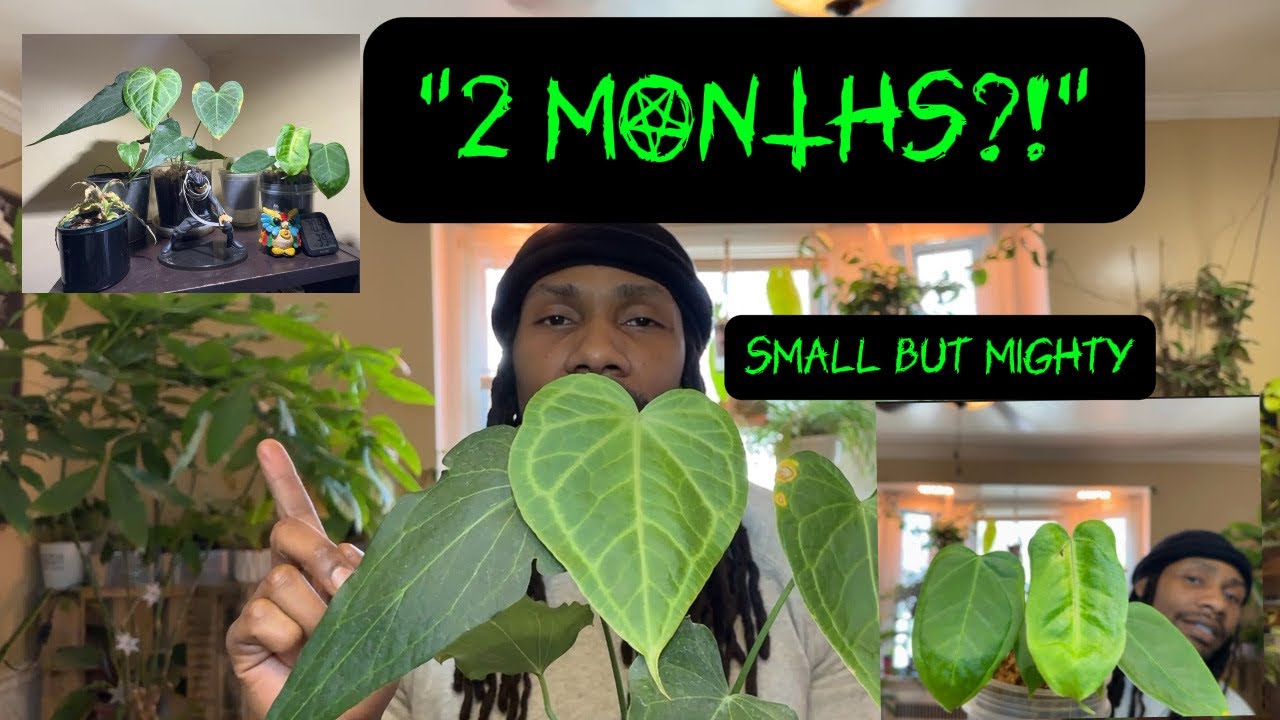 “2 Month Anthurium Update 🌿 | Small Collection, BIG Growth”