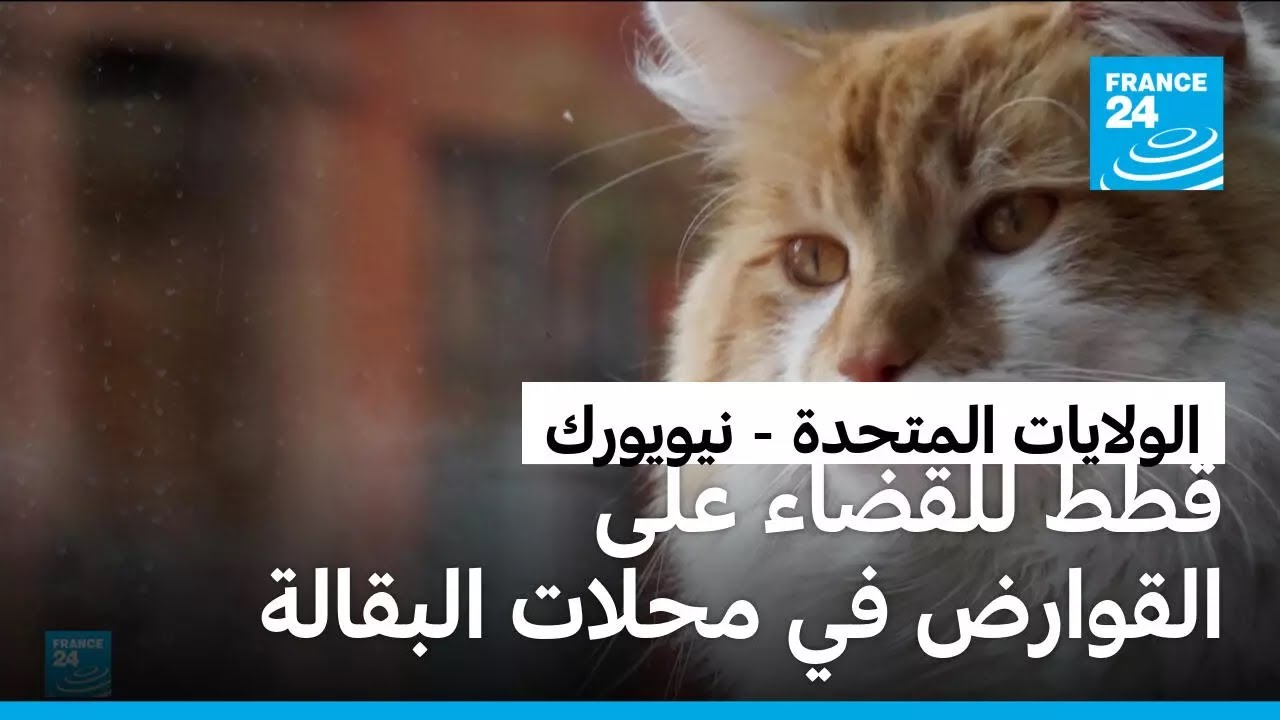 ��� �� ����� ������� ������ ������� ������ ��� �������
 - نشر قبل 5 دقيقة